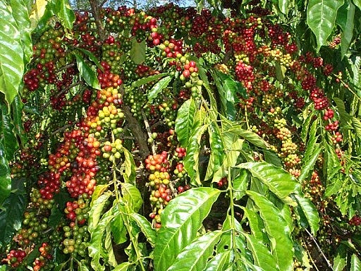 Giá cà phê hôm nay 2/3: Trong nước mất mốc 33 triệu đồng/tấn, Robusta và Arabica cùng giảm