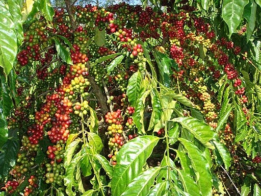 Giá cà phê ngày 2/3: Giá cà phê 2 sàn phái sinh Robusta và Arabica cùng giảm