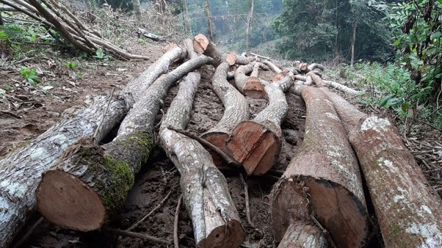 Phá rừng đặc dụng tại Phú Thọ: Chủ tịch UBND tỉnh yêu cầu xử lý nghiêm