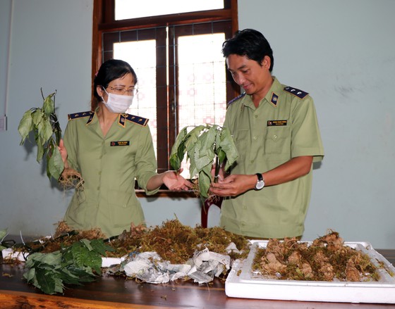 Các loại củ từ miền Bắc đưa vào vùng trọng điểm trồng sâm Ngọc Linh Kon Tum để đội lốt sâm Ngọc Linh bán ra thị trường.