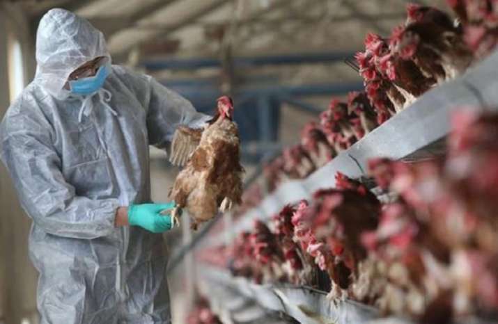Cảnh giác lây nhiễm cúm A (H5N8) từ gia cầm sang người