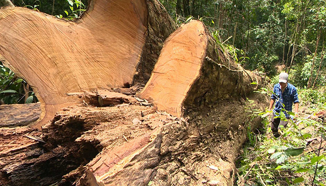 Gia Lai: Điều tra, xác minh vụ khai thác gỗ giáng hương cổ thụ trái phép