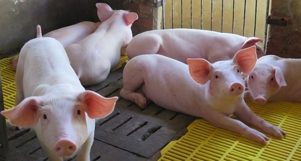 Giá heo hơi ngày 7/3: Đà giảm sẽ kéo dài đến sang tuần?