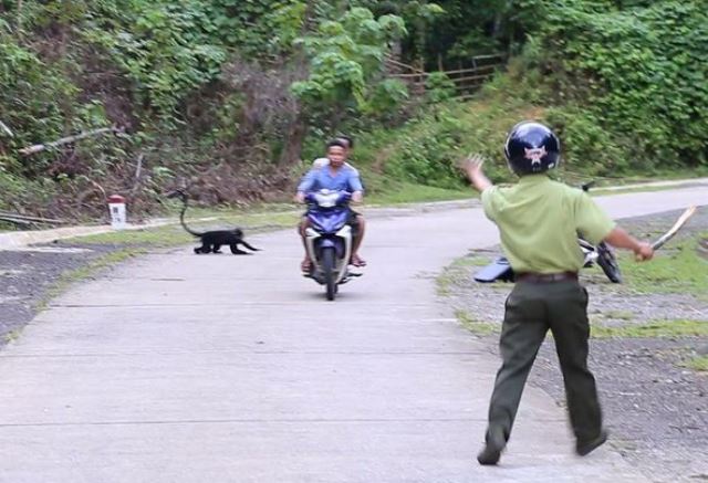 Quảng Trị: Chi 118 triệu đồng bắt đàn voọc từng tấn công 18 người dân