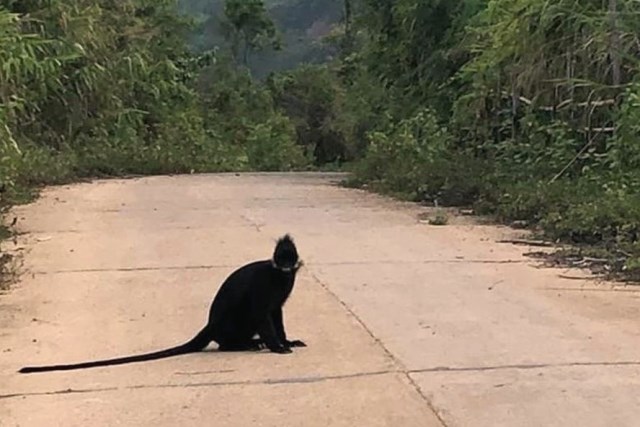 1 trong 3 con voọc thường xuy&ecirc;n tấn c&ocirc;ng người tr&ecirc;n đường Hồ Ch&iacute; Minh nh&aacute;nh T&acirc;y.