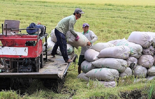 Nông dân các tỉnh ĐBSCL đang vào vụ thu hoạch Đông xuân