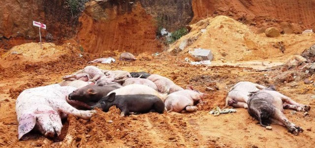 Quảng Nam: Nhiều địa phương tái phát dịch tả lợn châu Phi