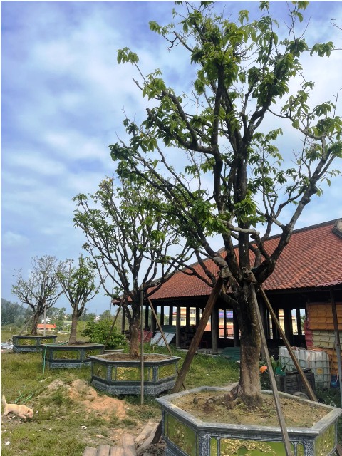 Huế: Một doanh nghiệp muốn trồng “Đường mai vàng” hơn 100 năm tuổi