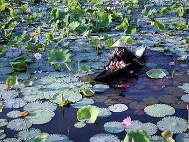 Thu hoạch sen ở di tích Hồ Tịnh Tâm