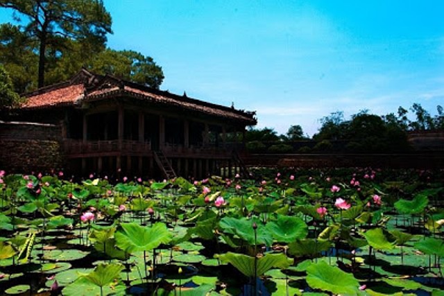 Sen hồng xứ Huế