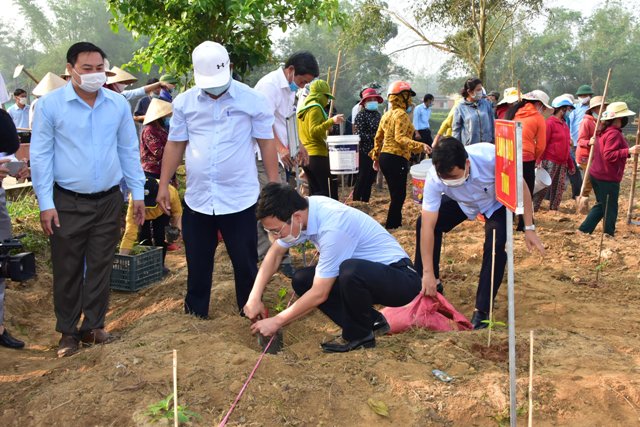 Những cây mai vàng được trồng xuống sẽ tạo điểm nhấn cho Làng Cổ