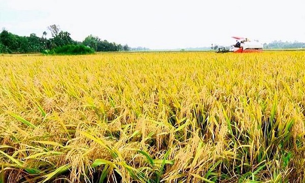Giá lúa gạo ngày 14/3: Cuối tuần giá lúa gạo ổn định