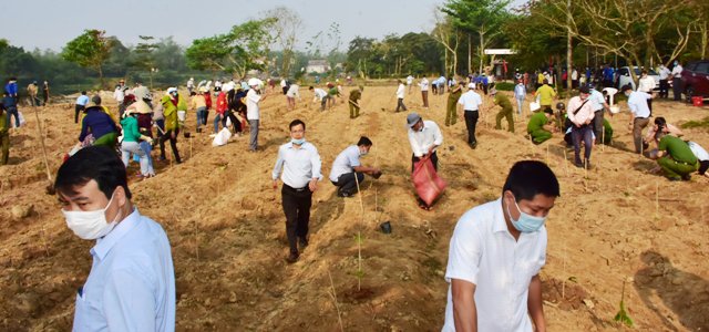 2000 cây hoàng mai được người dân Làng cổ Phước Tích trồng sáng 14.3