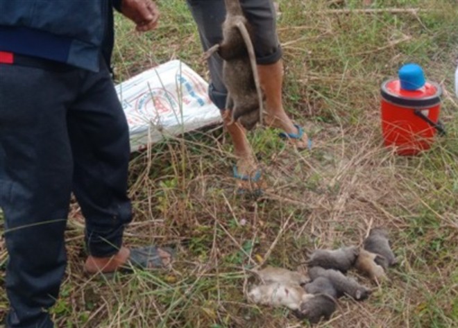 Cần Thơ: Dự kiến chi gần 30 tỷ đồng để diệt chuột trong 5 năm