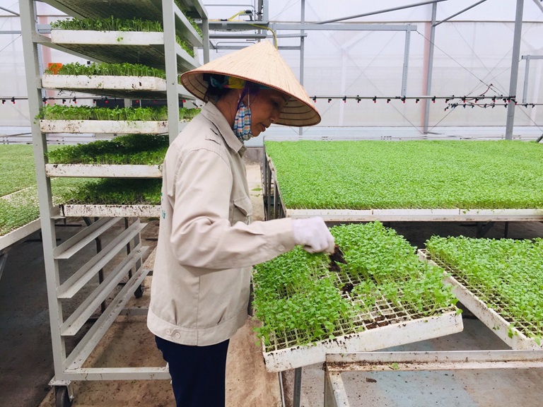 Mô hình sản xuất rau mầm công nghệ cao tại VinEco Tam Đảo cho hiệu quả tốt. Ảnh: Thế Hùng