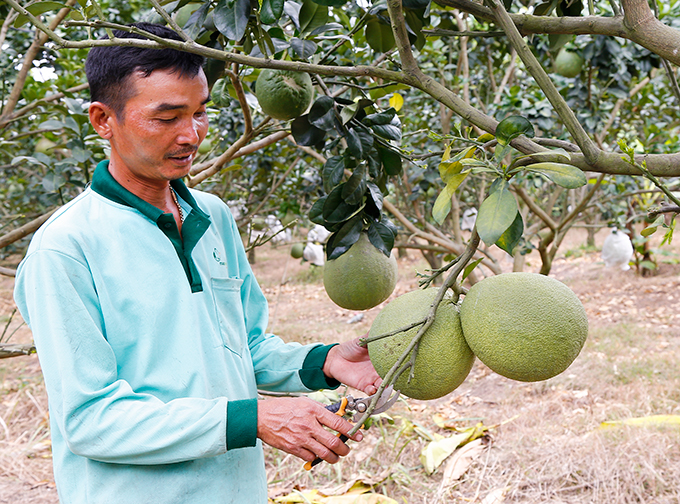 Bưởi da xanh rớt giá, tiêu thụ chậm