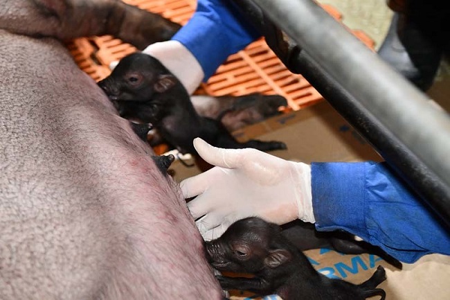 Bốn con lợn Ỉ đã ra đời sau gần 8 tháng nghiên cứu bằng kỹ thuật chuyển nhân tế bào soma