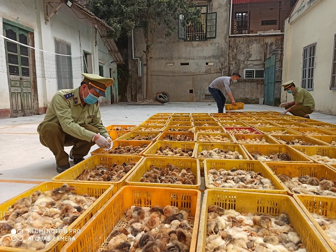 QLTT tỉnh Lạng Sơn: Ngăn chặn 13.000 con gia cầm giống nhập lậu