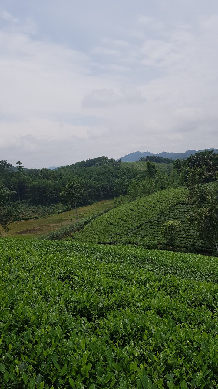 Thái Nguyên: Sản xuất chè hữu cơ hướng đi đúng trong niềm vui vụ chè Xuân được mùa