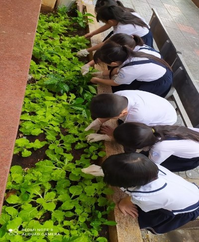 Hoạt động trải nghiệm chăm sóc vườn rau của các em học sinh lớp một Trường Tiểu học Nguyễn Thái Học, TP.Vũng Tàu