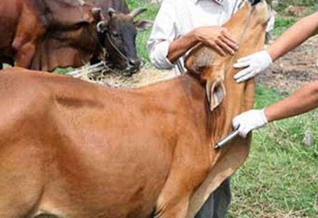 Thanh Hóa: Phân bổ hơn 1,2 triệu liều vaccine phòng bệnh cho đàn vật nuôi