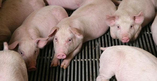 Giá heo hơi ngày 19/3: Đồng loạt giảm từ 1.000 - 3.000 đồng/kg