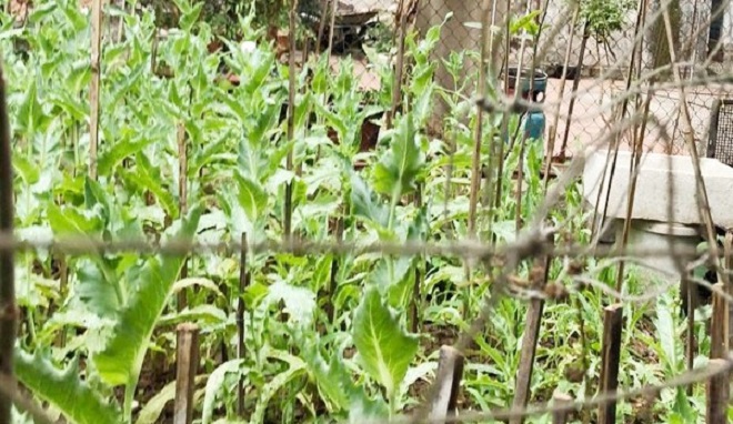 Công an Hà Nội: Thu giữ 365 cây anh túc trồng tại vườn