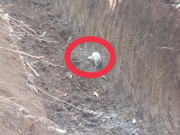 Đồng Nai: Phát hiện hố “chôn lậu” gần 140 con heo chết đã bốc mùi thôi thối