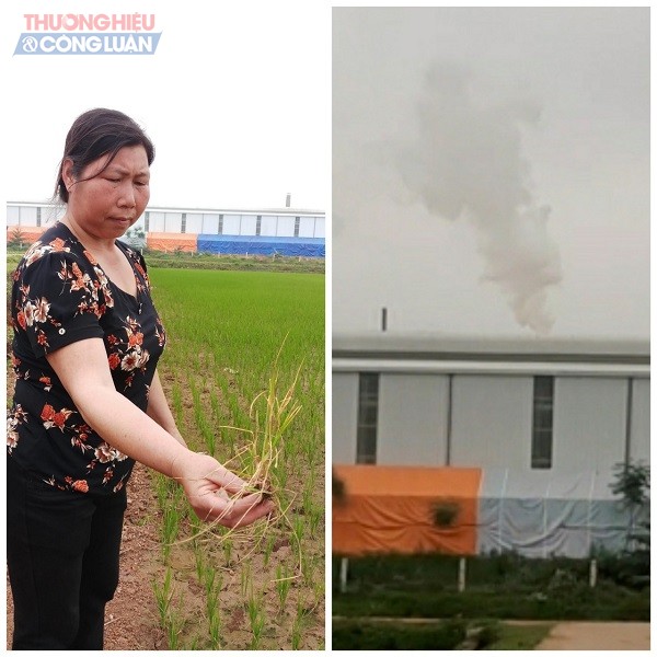Người dân Khu 5-6 xã dân Quyền cho rằng khói của Nhà máy gạch Ta Kao khiến cho cây lúa của họ bị chết khô