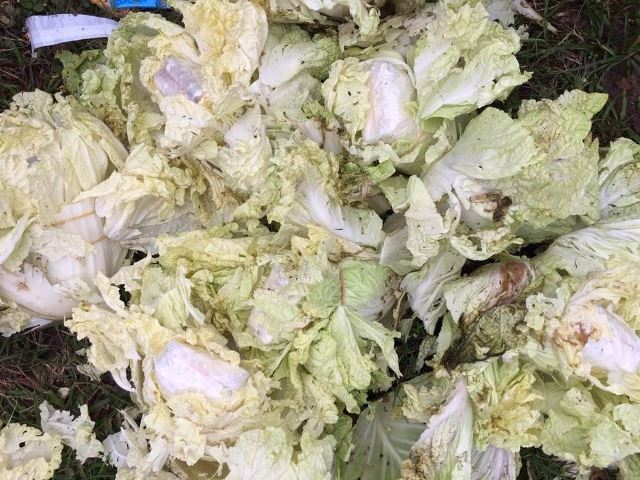 Quảng Trị: Phát hiện 16.000 viên ma túy giấu trong rau cải thảo vứt bên vệ đường