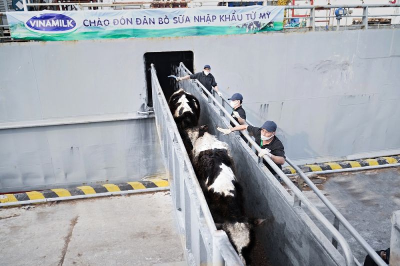 Đàn bò sữa có tình trạng sức khỏe ổn định sau chuyến hành trình dài từ Mỹ về Việt Nam