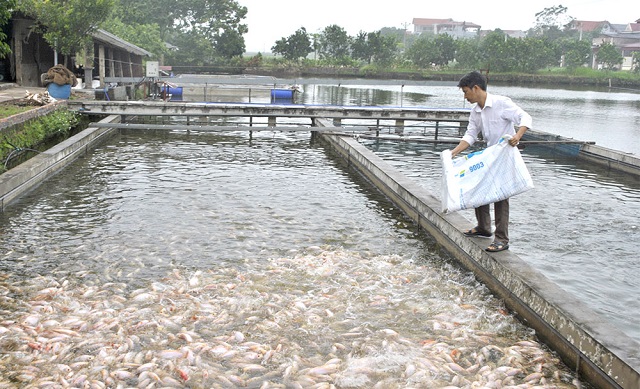 Mô hình nuôi cá “sông trong ao” của gia đình anh Thiều Minh Thế, xã Xuân Lộc, huyện Thanh Thủy là hướng đi mới trong thâm canh thủy sản, mang lại hiệu quả kinh tế cao.