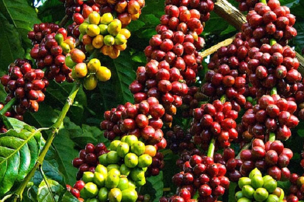 giá cà phê dao động quanh mốc 32.000 đồng/kg