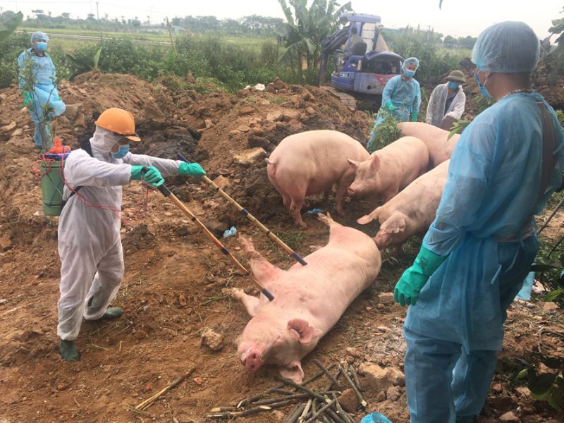 Bệnh dịch tả lợn châu Phi tiếp tục tái phát tại Nghệ An
