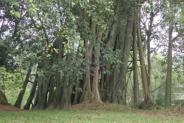 Di tích c&acirc;y đa T&acirc;n Trào, làng T&acirc;n L&acirc;̣p, xã T&acirc;n Trào, h. Sơn Dương, tỉnh Tuy&ecirc;n Quang