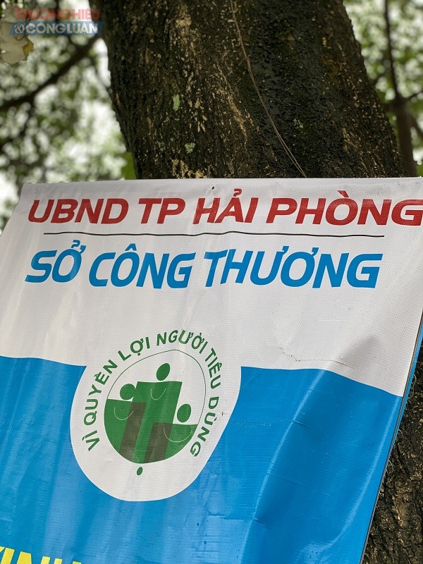 Băng rôn được đóng đinh treo trên thân của nhiều cây xanh dọc các tuyến phố như Lê Hồng Phong, Lạch Tray,….