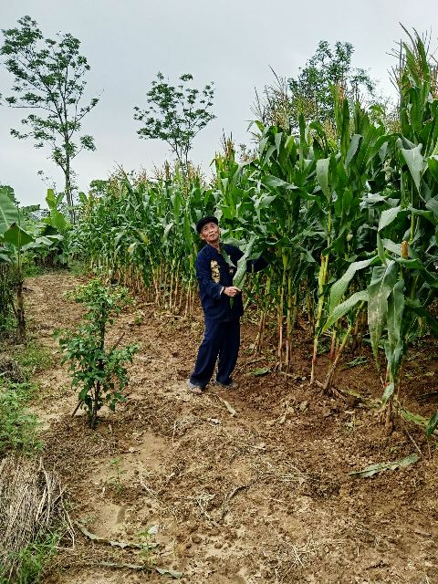 Ông Trần MInh Quả 86 tuổi bên cánh đồng bắp nổi tiếng của Cồn Hến Ông Trần MInh Quả 86 tuổi bên cánh đồng bắp nổi tiếng của Cồn Hến