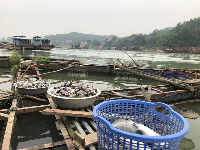 Phú Thọ: Cá chết hàng loạt trên sông Lô