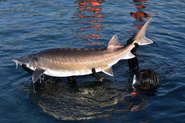 TPHCM: Kiểm soát chặt hoạt động nhập khẩu cá tầm từ Trung Quốc vào Việt Nam