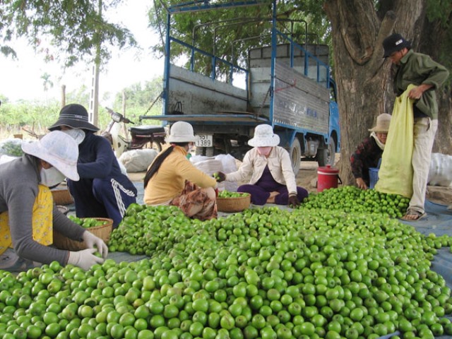 Nông dân xã Phước Sơn (Ninh Phước) phân loại táo trước khi đưa đi tiêu thụ.