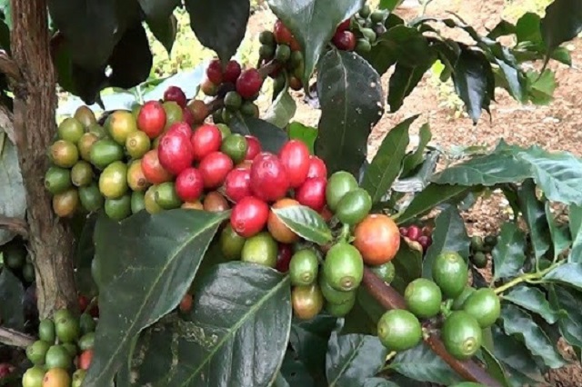 Giá cà phê hôm nay 1/4: Dao động trong khoảng 31.300 - 32.300 đồng/kg