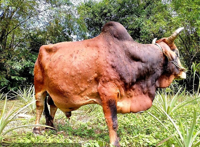Bệnh Viêm da nổi cục là bệnh truyền nhiễm do vi rút thuộc họ Poxviridae gây ra trên trâu, bò