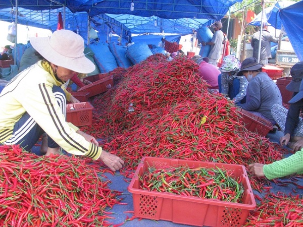 Thông tin Trung Quốc cấm nhập khẩu ớt Việt Nam là không chính xác