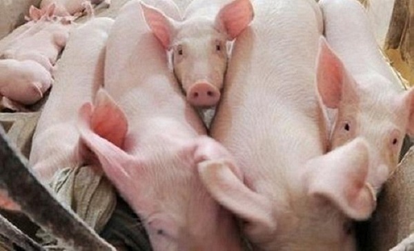 Giá heo hơi ngày 2/4: Một vài địa phương điều chỉnh giảm 1.000 đồng/kg