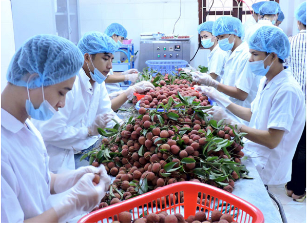 Tín hiệu tích cực từ thị trường xuất khẩu rau quả