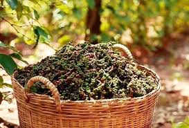 Giá tiêu ngày 4/4: Cao nhất vào khoảng 74.000đ/kg