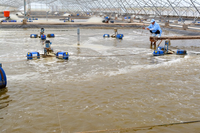 Bạc Liêu sẽ trở thành trung tâm công nghiệp tôm cả nước