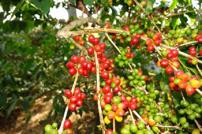Giá cà phê hôm nay 5/4: Xuất khẩu cà phê giảm mạnh, Robusta ở mức thấp nhất trong 1 tháng qua