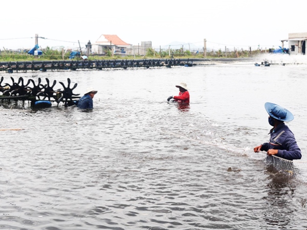 Diện tích nuôi trồng thủy sản cả nước bị thiệt hại giảm 61% so với cùng kỳ