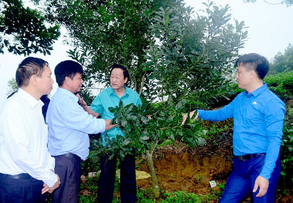 Chuyên gia nông nghiệp Nguyễn Lân Hùng (thứ 3 từ trái qua) trao đổi kỹ thuật trồng cây mắc ca